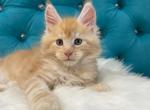 Maine Coon NOV Nicholas - Maine Coon Kitten For Sale - Empire State&comma; NY&comma; US
