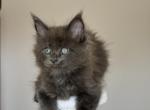 Maine Coon NOV Ousei - Maine Coon Kitten For Sale - Empire State&comma; NY&comma; US