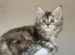 Maine Coon NOV Ohana - Maine Coon Kitten For Sale - Empire State&comma; NY&comma; US