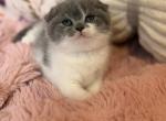 Scottish Ponochka - Scottish Fold Kitten For Sale - Brooklyn&comma; NY&comma; US