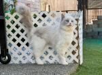 Sarabi Blue Bicolor Ragdoll Female - Ragdoll Cat For Sale - Puyallup&comma; WA&comma; US
