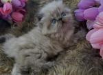 Layla - Persian Kitten For Sale - Jonesborough&comma; TN&comma; US