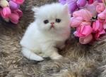 Snowball - Persian Kitten For Sale - Jonesborough&comma; TN&comma; US