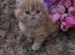 Tiger - Persian Kitten For Sale - Jonesborough&comma; TN&comma; US
