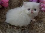 Micro Minney - Persian Kitten For Sale - Jonesborough&comma; TN&comma; US