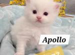 Annie's Litter - Ragdoll Kitten For Sale - Nixa&comma; MO&comma; US