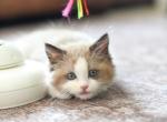 MJ Bicolor Mink Seal Ragdoll - Ragdoll Kitten For Sale - Corona&comma; CA&comma; US