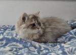 Sage - Scottish Fold Cat For Sale - Cleveland&comma; OH&comma; US