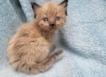 Cookie - Ragdoll Kitten For Sale - Clifton&comma; NJ&comma; US