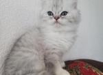 Sweetie - American Longhair Kitten For Sale - 