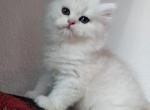 Becky - American Longhair Kitten For Sale - Westfield&comma; MA&comma; US