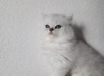 Marcus - American Longhair Kitten For Sale - Westfield&comma; MA&comma; US