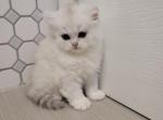 Marcy - American Longhair Kitten For Sale - 