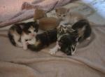 Half Siamese kittens - Siamese Kitten For Sale - Charlotte&comma; NC&comma; US