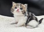 Lotus - Exotic Kitten For Sale - 
