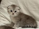 Lisa - Scottish Fold Kitten For Sale - 