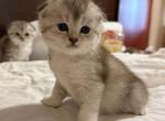 Rosa - Scottish Fold Kitten For Sale - 