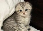 Rex - Scottish Fold Kitten For Sale - 