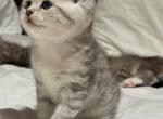 Lexi - British Shorthair Kitten For Sale - 