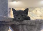 Kittens Ready For New Homes - Russian Blue Kitten For Sale - Charlotte&comma; NC&comma; US