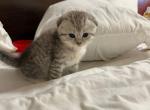 Milky - Scottish Fold Kitten For Sale - Pittsfield&comma; MA&comma; US