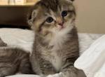 Choco - Scottish Fold Kitten For Sale - Pittsfield&comma; MA&comma; US