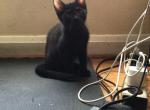 Black panther - Bengal Kitten For Sale - Nottingham&comma; MD&comma; US