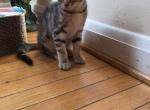 Luna - Bengal Kitten For Sale - Nottingham&comma; MD&comma; US