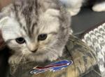 Shorty and baby - Munchkin Kitten For Sale - 