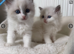 kitty - Domestic Kitten For Sale - 