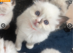 porty - Domestic Kitten For Sale - Houston&comma; TX&comma; US