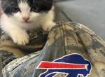 Shorty - Munchkin Kitten For Sale - 