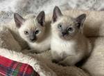 3 Blue Points Remaining - Siamese Kitten For Sale - Mullica Hill&comma; NJ&comma; US