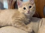 Maine Coon Mix - Maine Coon Kitten For Sale - Gurnee&comma; IL&comma; US