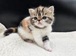 Camellia - Exotic Kitten For Sale - 
