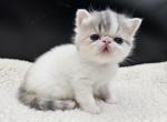 Tulip - Exotic Kitten For Sale - 