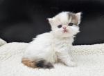 Petunia - Exotic Kitten For Sale - Bois D Arc&comma; MO&comma; US