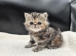 Dahlia - Exotic Kitten For Sale - Bois D Arc&comma; MO&comma; US
