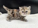 Wisteria - Exotic Kitten For Sale - Bois D Arc&comma; MO&comma; US
