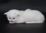 Emperor - Maine Coon Kitten For Sale - Champaign&comma; IL&comma; US