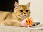 Marsel - British Shorthair Cat For Sale - Livermore&comma; CA&comma; US
