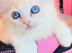 Molly - Ragdoll Kitten For Sale - Irvine&comma; CA&comma; US