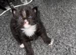 Dragon - Maine Coon Kitten For Sale - Elmira&comma; NY&comma; US