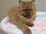 Chocolate Persian Mix Male - Persian Kitten For Sale - Lake Station&comma; IN&comma; US