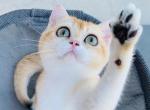 Chloe - British Shorthair Kitten For Sale - Irvine&comma; CA&comma; US