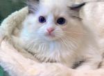 lemon - Ragdoll Kitten For Sale - Los Angeles&comma; CA&comma; US