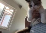 Princess chocolate - Ragdoll Kitten For Sale - San Diego&comma; CA&comma; US