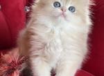 British Longhair Blue Golden Male - British Shorthair Kitten For Sale - Aliso Viejo&comma; CA&comma; US