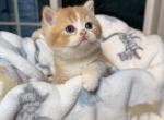 Sparky - Scottish Straight Kitten For Sale - Puyallup&comma; WA&comma; US