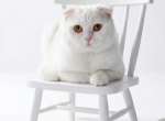 Casper - Scottish Fold Cat For Sale/Retired Breeding - Mesa&comma; AZ&comma; US
